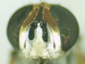 Cistogaster globosa
